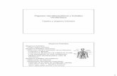 Órganos hematopoyéticos y linfoides-II: células y …organografia.unileon.es/html/PDF/Organos Hematopoyeticos y... · •En el timo y bolsa de Fabricio aviar (órganos linfoides