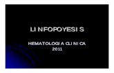 LINFOPOYESIS - ecaths1.s3.amazonaws.comecaths1.s3.amazonaws.com/hematologiaclinicafacena/600176799... · Organos del sistema inmune Organos del sistema inmune Órganos primarios Timo