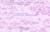 Conectivo CARTILAGINO - Inicio. Atlas de Histología ... · para estirarse sin romper su estructura, y se encuentra en lugares como el oído ... en zonas de las válvulas del corazón