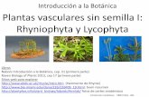 Introducción a la Botánica Plantas vasculares sin … · Plantas vasculares sin semilla I: Rhyniophyta y Lycophyta ... • Obtención de agua y fijación al sustrato • Cómo hacer
