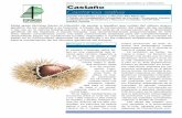 Castanea sativa traducción - euforgen.org · El castaño (Castanea sativa Mi-ller) es una caducifolia que al-canza gran tamaño, llegando a los 40 metros de altura y 150 cm de diámetro,