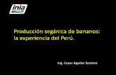 Producción orgánica de bananos: la experiencia del Perú. · Silk, Prata AAB Manzano Silk Bluggoe ABB Sapo, Sapino Bluggoe ABB Colombiano, Pelipita Pelipita ... Distribucion y cantidad