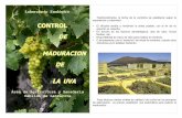 MADURACION DE LA UVA - agrolanzarote.com · DE MADURACION DE LA UVA Área de Agricultura y Ganadería Cabildo de Lanzarote ... Los taninos de la piel y la semilla se forman a partir