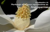 Morfología de órganos reproductivos en Angiospermas · Mauricio Bonifacino Morfología de órganos reproductivos en Introducción a la Angiospermas Mauricio Bonifacino Laboratorio