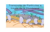 TRANSPORTE DE PART CULAS A TRAV S DE LA MEMBRANA ) · transporte activo es la bomba de sodio y potasio el cual existe en casi todas las células animales. Transporte Activo cont.