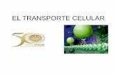 EL TRANSPORTE CELULAR - …mariagonzalezu.weebly.com/uploads/6/3/2/2/6322285/el-transporte... · El transporte celular • Transporte activo: es el movimiento de materiales a través