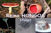 REINO HONGOS Viven en lugares húmedos. (la mayoría son …iespoetaclaudio.centros.educa.jcyl.es/sitio/upload/hongos__1eso.pdf · unicelulares (→ levaduras) pluricelulares (→
