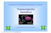 Transcripción Genética - cronos.unq.edu.arcronos.unq.edu.ar/ibcm/clases/2008a/transcripcion.pdf · Transcripción Genética Introducción a la Biología Molecular y Celular Universidad