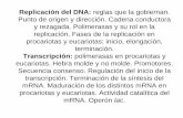 UNIDAD 19.- Replicación del DNA: reglas que la …ecaths1.s3.amazonaws.com/organicaybiologica/937119185.UNIDAD 19... · Punto de origen y dirección. Cadena conductora y rezagada.