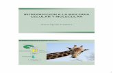 INTRODUCCION A LA BIOLOGIA CELULAR Y …ibcm.blog.unq.edu.ar/.../uploads/sites/64/2014/08/4-transcripcion.pdf · 1 - Transcripción Genética - INTRODUCCION A LA BIOLOGIA CELULAR
