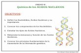 UNIDAD III: Química de los ÁCIDOS NUCLEICOS …memberfiles.freewebs.com/45/78/72747845/documents/ACIDOS NUCL… · celular y de allí accede al citosol (a través de los poros de
