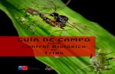 GUÍA DE CAMPO - biologia.utalca.clbiologia.utalca.cl/.../03/GUIA-DE-CAMPO-TRIGO-UTAL.pdf · rol de la composición del paisaje en la interacción ... Reconocimiento del pulgón de