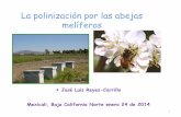La polinización por las abejas melíferas - ica.mxl.uabc.mxica.mxl.uabc.mx/apicultura/1. LA POLINIZACION POR LAS ABEJAS... · Este traslado se lleva a cabo por ... • Danza= distancia