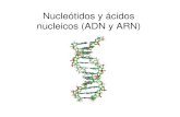 Nucleótidos y ácidos nucleicos (ADN y ARN) · ARN m (ARN mensajero) Es el más lábil de los ARN. 1.Tiene una vida media en mamíferos de 8 a 12 horas. Y en la bacterias es más