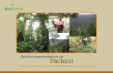 Árboles representativos de aial - Ecofondo Ecuador · En el límite entre el cantón San Miguel ... chincha, se encuentra la microcuenca del Río Pachijal. Este río, ... dancia