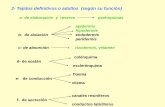2- Tejidos definitivos o adultos (según su función)ecaths1.s3.amazonaws.com/catbioveg/1805144861.T.PRACTICOTej.II.pdf · Xilemáticas o fibras del leño (xilema secundario) ...