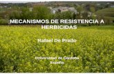 MECANISMOS DE RESISTENCIA A HERBICIDAS - … · (floema o xilema) Entrada en ... a sustratos Metabolismo del herbicida-desactivación Metabolismo del ... incubados en herbicida durante