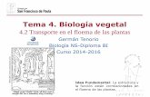 Tema 4. Biología vegetaldpbiologia.weebly.com/uploads/2/1/5/5/21553524/gtp_t4.biología... · El floema conecta partes de la ... Relaciones entre estructura y función de los tubos