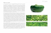 Morron verde - Casiopeawiki.ead.pucv.cl/images/7/79/Morron_verdebjg.pdf · en Costa Rica se llama “chile dulce Los morrones verdes, pasados unos días cambian de co-lor, pasando