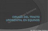 Vet. DACVS Diego Quinteros · Anatomía Uréteres 70 cm de largo Vejiga - tamaño y localización Uretra de macho - 60-80cm Hembra 5-8 cm