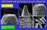 Poder de resolución/aumento - IES MARÍA ZAMBRANOiesmariazambrano.centros.educa.jcyl.es/sitio/upload/La_celula... · El poder de resolución del ojo humano es de 0,1 mm (100 µm)