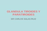 GLANDULA TIROIDES Y PARATIROIDES · GLANDULA TIROIDES •ISTMO – Cara posterior de 1 y 2 anillo traqueal • LOBOS – Desde 5 a 6 anillo traqueal al borde posterior del Tiroides,
