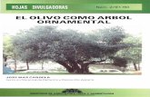 EL OLIVO COMO ARBOL ORNAMENTAL - … · EL OLIVO COMO ARBOL ORNAMENTAL Los olivos son el vuelo de más de dos millones de hectáreas del suelo español. Su valor gastronómico siempre