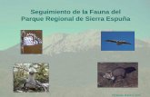 Seguimiento de la Fauna del Parque Regional de …datos.alhamademurcia.es/descargas/Seguimiento de la Fauna del... · Análisis genético de ardillas de Espuña. Análisis de muestras
