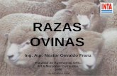 RAZAS OVINAS - fcvinta.files.wordpress.com · Existen de tamaños grandes que producen borregos y capones pesados. ... Es de cara negra, ... Cabeza limpia y bien cubierta de lana