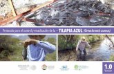 Protocolo para el control y erradicación de la Tilapia ...€¦ · 1 TILAPIA AZUL Presentación (Oreochromis aureos) PRESENTACIÓN A fin de optimizar los esfuerzos para reducir los