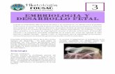 Embriologia y desarrollo fetal - apoyo.usac.gtapoyo.usac.gt/PeriodoEmbrionario.pdf · Embriologia y desarrollo fetal Cuando el preembrión deja la forma de disco y se convierte en