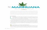 La MARIHUANA - revistaciencia.amc.edu.mx · Entre otros daños, la Cannabis sativa deteriora funciones cognitivas al provocar que el cerebro procese más lentamente la información