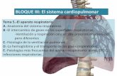 BLOQUE III: El sistema cardiopulmonar · C.-Fisiología de la ventilación pulmonar. D.-La hemoglobina y el transporte de los gases respiratorios. ... aumenta la ramificación BRONQUIOS