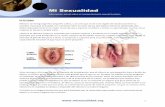 AA EL MAPA DEL CLITORIS - Mi Sexualidad | Todo sobre el …misexualidad.org/.../uploads/2012/04/files_clitoris.pdf · 2013-10-04 · 1 EL CLITORIS Kleitoris en Griego significa pequeña