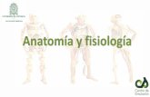 Anatomía y fisiología - files.sfcesde1.webnode.esfiles.sfcesde1.webnode.es/200000141-89a538a9b6/Anatomia y... · •Cardiaco •Circulatorio •Digestivo •Endocrino •Linfático