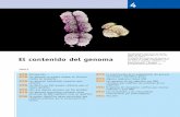 El contenido del genoma - media.axon.esmedia.axon.es/pdf/90736.pdf · 4.8 La conservación de la organización del genoma contribuye a identificar genes 4.9 Algunos orgánulos tienen