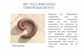 Diplopoda - olericultura.files.wordpress.com · Taladrador del tallo de la yuca. Restos de tallos y excrementos de las larvas. Se ... indican que el ciclo de vida se desarrolla en