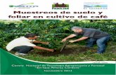 Muestreos de suelo y foliar en cultivo de caf© - MUESTREO DE...  Muestreos de suelo y ... Introducci³n