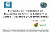 Sistemas de Producción en Musáceas en América Latina y el ...banana-networks.org/musalac/files/2015/09/002-Thierry-Lescot... · Musáceas en América Latina y el ... mejora fertilidad