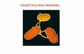 GENÉTICA BACTERIANA - gen5fq.files.wordpress.com · bacteriana Suspensión plaqueada en caja con agar Incubación 1 ...