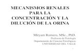 CONCENTRACIÓN Y DILUCIÓN DE LA ORINAs54dc30c9791d7d8c.jimcontent.com/download/version... · • La concentración de urea resultante en la orina es igual a la de la urea en el intersticio
