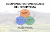 COMPONENTES FUNCIONALES DEL ECOSISTEMA · •¿cuÁl es el papel de las cadenas alimenticias en los ecosistemas? ... los descomponedores. componentes funcionales del ecosistema. componentes