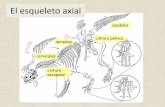 El esqueleto axial - aragosaurus.com | Grupo de … PAVYH GRADO... · El esqueleto axial soporta todo el ... Su lugar lo ocupa la apófisis odontoides del axis ... mediales lo que