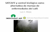 SATCAFE y control biológico como alternativa de … · SATCAFE y control biológico como alternativa de manejo de ... Cómo cambian las comunidades de hongos del cafeto en función
