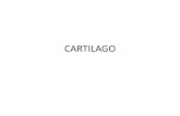 CARTILAGO - Facultad de Medicina UNAM · atención hacia las porciones inferiores de la imagen, ... La mayor parte del cartílago hialino del cuerpo humano termina siendo reemplazado
