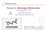 Tema 1. Biología Molecular - dpbiologia.weebly.comdpbiologia.weebly.com/uploads/2/1/5/5/21553524/gtp_t1.biología... · Biología NS-Diploma BI Tema 1. Biología Molecular 1.5 ProteínasDP/PAU
