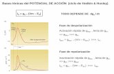 Bases iónicas del POTENCIAL DE ACCIÓN (ciclo de …cronos.unq.edu.ar/fisgen/Sistema nervioso II 2014.pdf · Bases iónicas del POTENCIAL DE ACCIÓN ... Fase de despolarización