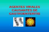 AGENTES VIRALES CAUSANTES DE …ecaths1.s3.amazonaws.com/virologiaclinicafacena/62510242.Clase... · •Aislado en 1973 de niños con diarrea ... •Nauseas, vómitos, distensión