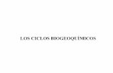 LOS CICLOS BIOGEOQUÍMICOS - … · Fotosíntesis oxigénica: Ci b t iCianobacterias orgánicos Respiración Microalgas Plantas verdes aerobia: Microorganismos ¿Fotosíntesis Plantas