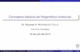 Conceptos básicos de filogenética molecularertello/bioinfo/sesion12.pdf · 1 Conceptos básicos de ﬁlogenética molecular Introducción Evolución molecular y ﬁlogenética molecular